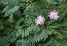 Health Benefits Of Mimosa Pudica